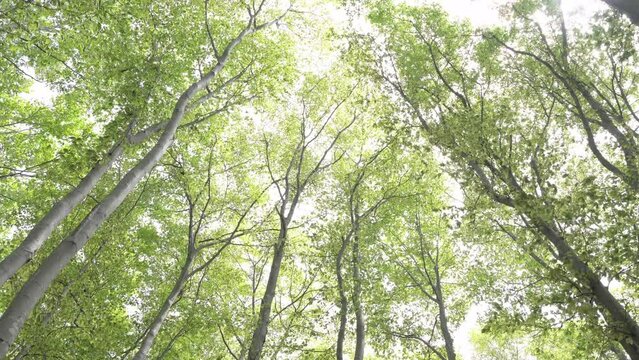 森の風景　新緑とこもれびのブナの森