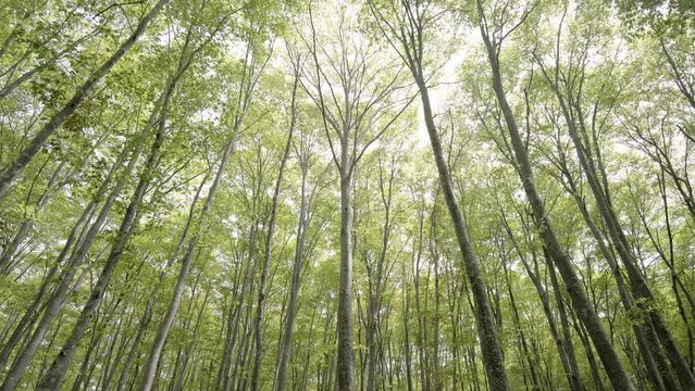 森の風景　新緑とこもれびのブナの森