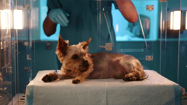 A veterinarian opening the oxygen chamber in order to attach tubes to the dogs right leg. The dog in the box looks a tiny bit scared. The dog is being put into the camber by the doctor.