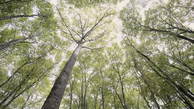 森の風景　新緑とこもれびのブナの森