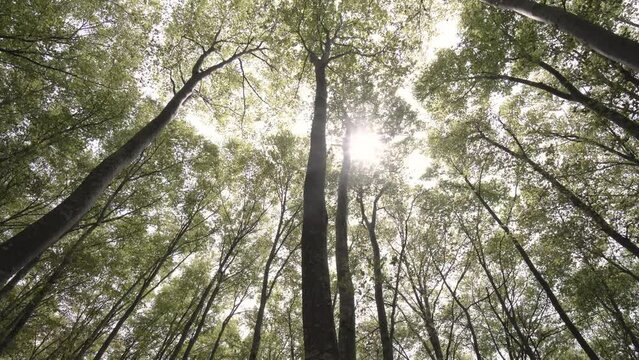 森の風景　新緑とこもれびのブナの森