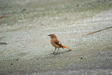 ジョウビタキ‐02