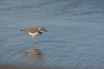 シロチドリ‐05