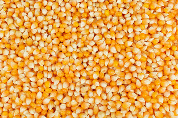Top view corn grains texture background, organic, natural and healthy food.
