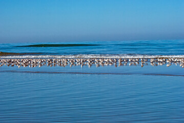 ミユビシギ‐01