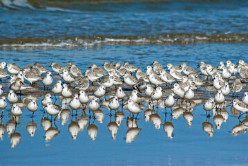 ミユビシギ‐02