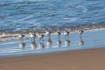 ミユビシギ‐05