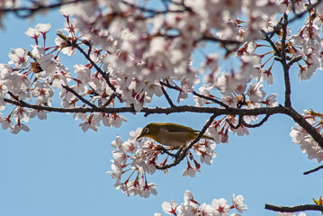 桜とメジロ‐03