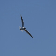 black headed gull in flight