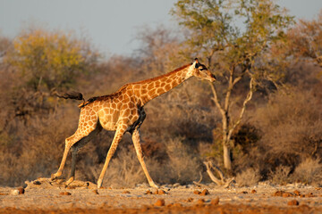 A giraffe (Giraffa camelopardalis) running, Etosha National Park, Namibia.
