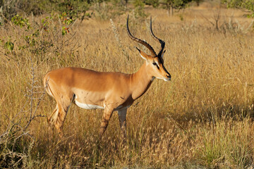 Naklejka na ściany i meble A male black-faced impala antelope (Aepyceros melampus petersi), Etosha National Park, Namibia.