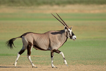 A gemsbok antelope (Oryx gazella) running, Kalahari desert, South Africa.