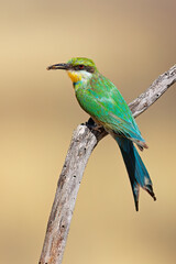 A swallow-tailed bee-eater (Merops hirundineus) with insect prey, South Africa.