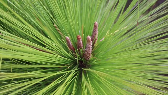 Mercus pine in the wind, tropical plant native of Southeast Asia. 