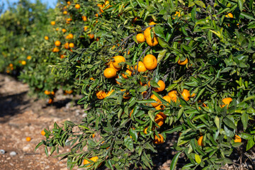 Closeup of delicious juicy ripe organic tangerines growing on tree during harvesting season in orchard on sunny day