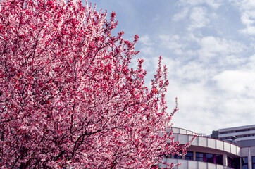 Nature and architecture. Beautifully blooming tree in the foreground. Concrete buildings in the background. Blue sky. Spring time