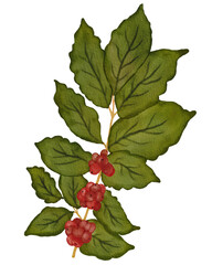 coffee tree watercolor png