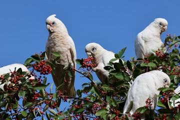 Small Group of Corellas Feeding in a Tree