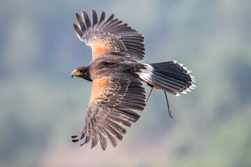 Harris's Hawk in training for hunting