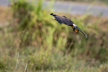 Harris's Hawk in training for hunting