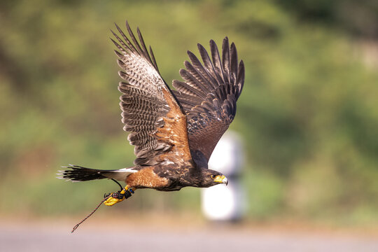 Harris's Hawk in training for hunting