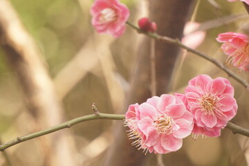Obraz premium 梅の花