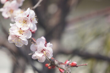 梅の花