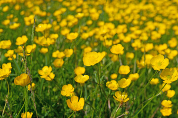 Scharfer Hahnenfuß, Ranunculus acris, im Frühling