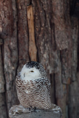 owl sitting on a stump by a tree in a zoo