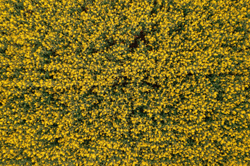 Aerial shot of blooming canola crops field from drone pov