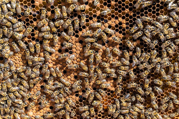 Abstract hexagon structure is honeycomb from bee hive filled