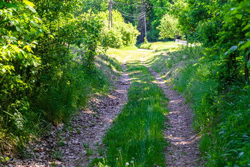 Photography on theme beautiful footpath in wild foliage woodland