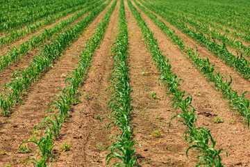 Zea mays plantation, corn sprouts in cultivated agricultural field