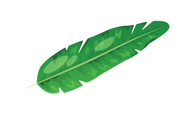 Concept Jungle botany plant leaf. In this botanical illustration, a beautifully rendered green leaf takes center stage against a clean white background. Vector illustration.