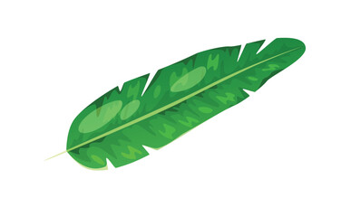 Obraz premium Concept Jungle botany plant leaf. In this botanical illustration, a beautifully rendered green leaf takes center stage against a clean white background. Vector illustration.