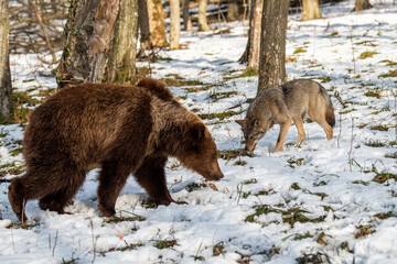 Wild adult Brown Bear (Ursus Arctos) with wolf in the winter forest