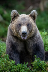 Fototapeta na wymiar Wild Brown Bear in the summer forest. Animal in natural habitat. Wildlife scene