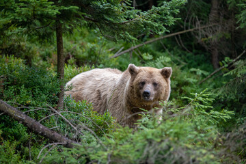 Fototapeta premium Wild Brown Bear in the summer forest. Animal in natural habitat. Wildlife scene