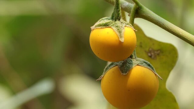 Yellow fruit of Cock roach berry growth on branch in nature. Dutch eggplant or Cock roach berry, Solanum Aculeatissimum, Indian nightshade on tree and green leaves swaying in the wind.