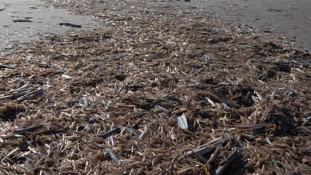 Accumulation Of Razor Clams Empty Shells In Ouddorp Beach. - close up
