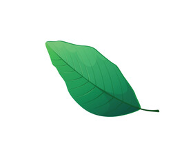 Fototapeta premium Concept Jungle botany plant branch leaf. This eye-catching illustration features a bright green leaf from a jungle plant, presented in a flat vector style. Vector illustration.