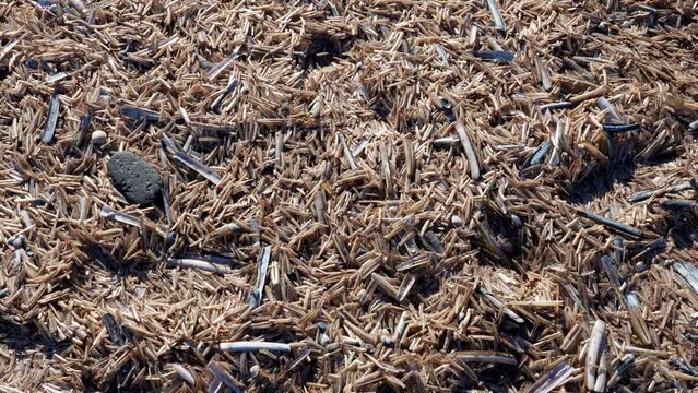 Overhead View Of Razor Clams Empty Shells In Ouddorp Beach. - high angle