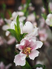 Close view of a branch of almond tree blossom flowers in nature