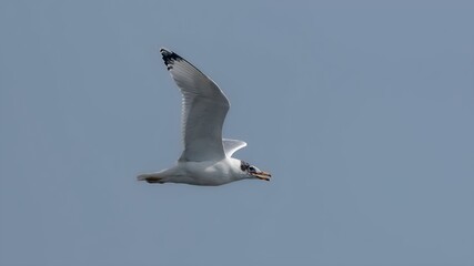 Pallas's gull (Ichthyaetus ichthyaetus)