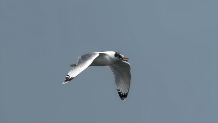 Pallas's gull (Ichthyaetus ichthyaetus)