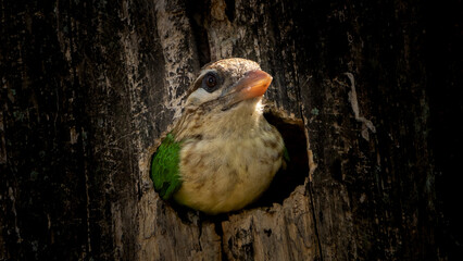 The white-cheeked barbet or small green barbet (Psilopogon viridis)