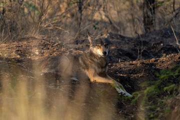 The Indian wolf (Canis lupus pallipes)