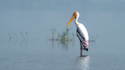 painted stork (Mycteria leucocephala)