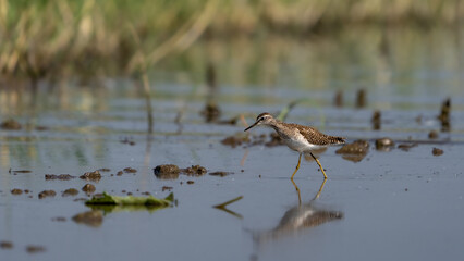 The wood sandpiper (Tringa glareola)