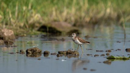 The wood sandpiper (Tringa glareola)